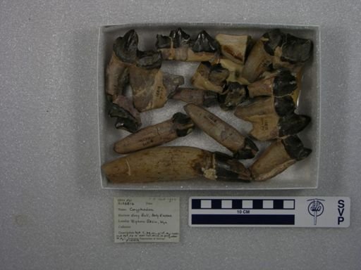Coryphodon proterus