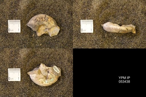 Discoscaphites conradi