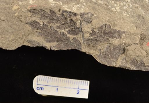 Sphenopteris sp.