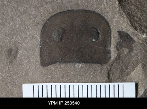 Eurypterus sp.