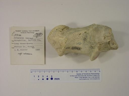 Teleoceras fossiger