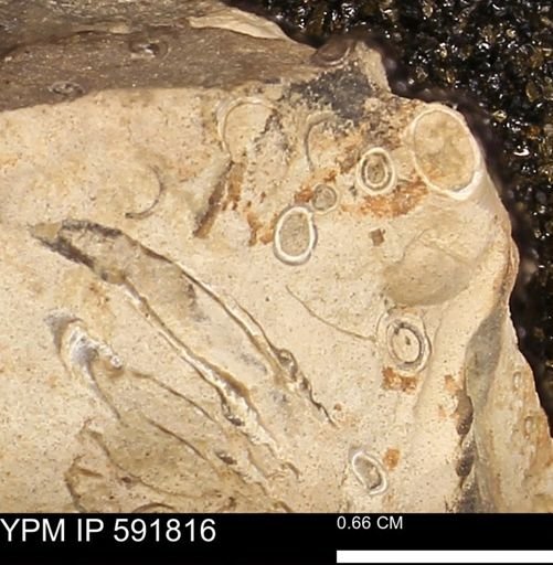 Serpulidae