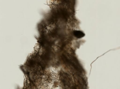 Amphimedon erina