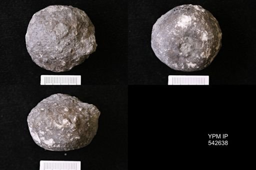 Megistocrinus sp.