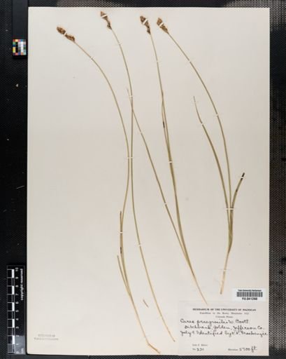 Carex praegracilis