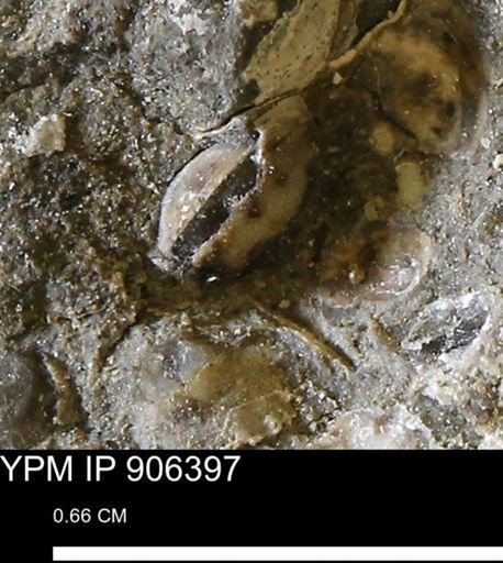undet. Bivalvia