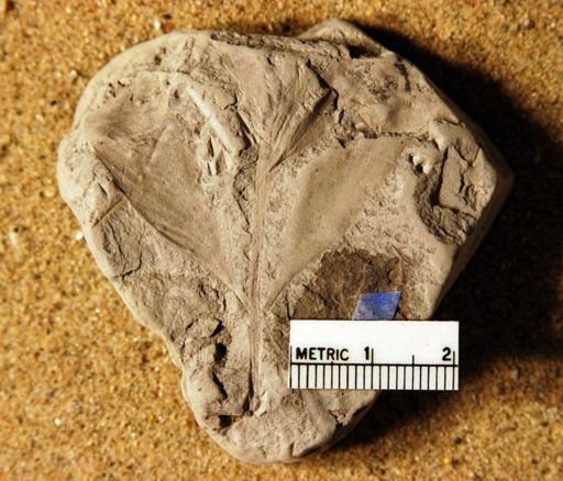 Thinnfeldia lesquereuxiana