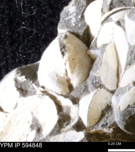 Limopsis striatopunctatus