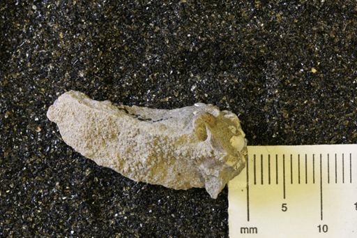 undet. Bivalvia