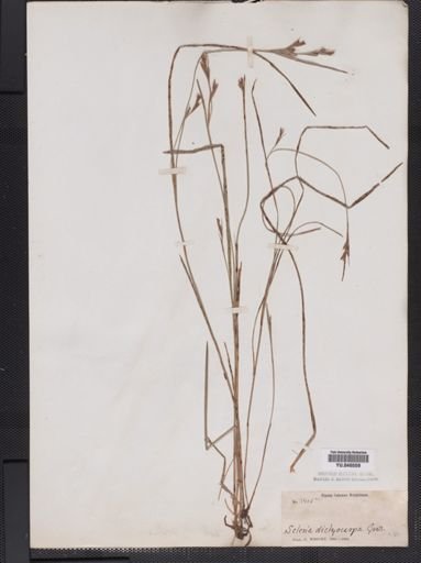 Scleria