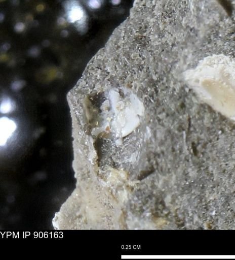 undet. Mollusca
