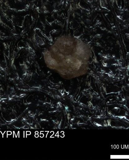 undet. Foraminiferida
