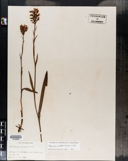 Habenaria