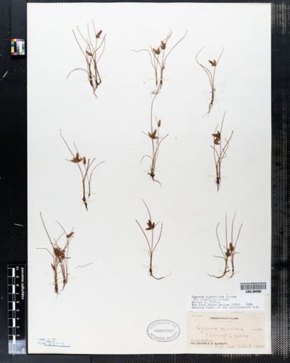 Cyperus rivularis