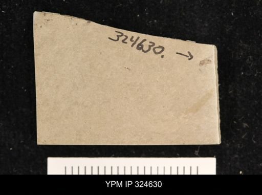 undet. Diptera