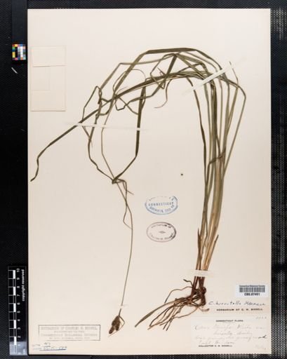Carex triceps