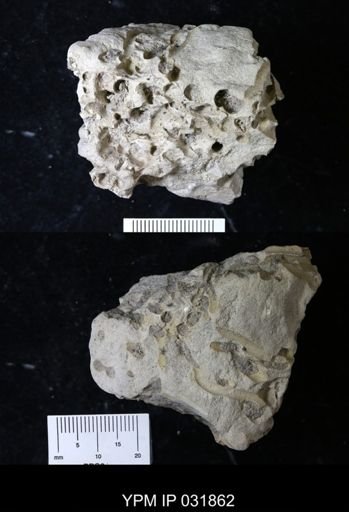 Bivalvia