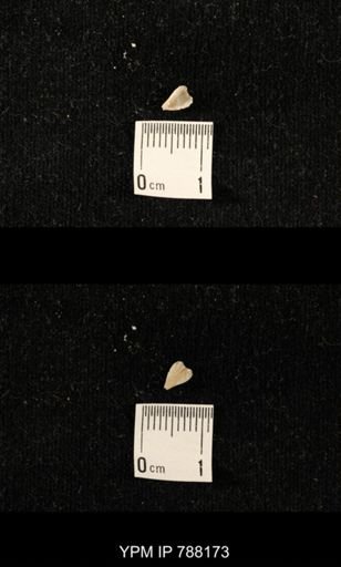 undet. Brachiopoda