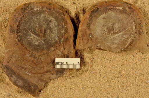 Calamites
