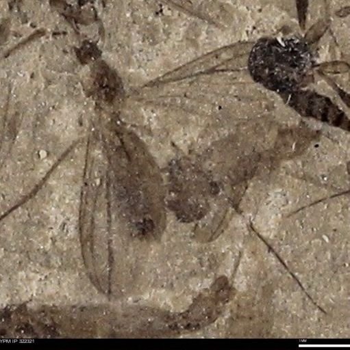 undet. Insecta