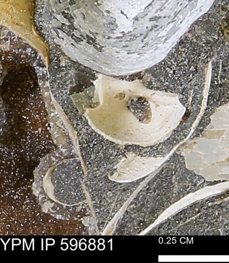 undet. Bivalvia