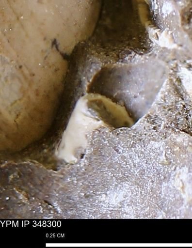undet. Scaphopoda