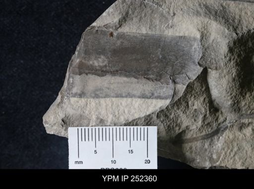 undet. Eurypterida
