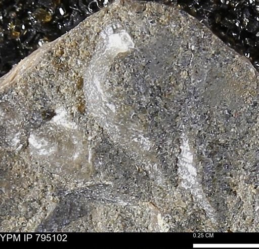 undet. Bivalvia
