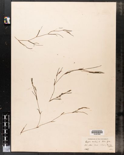 Ruppia maritima