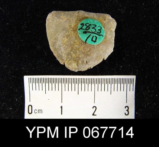 Stropheodonta equistriata