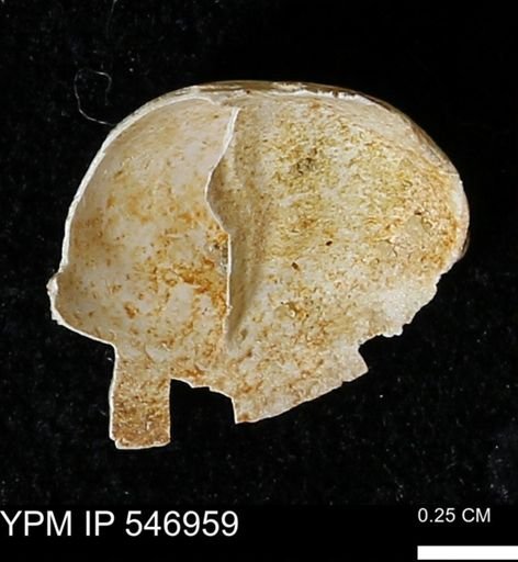 Crepidula fornicata