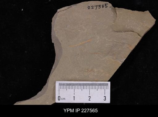 Ichnofossil