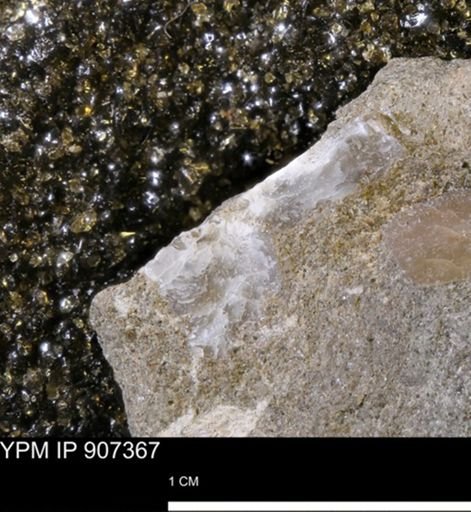 undet. Mollusca