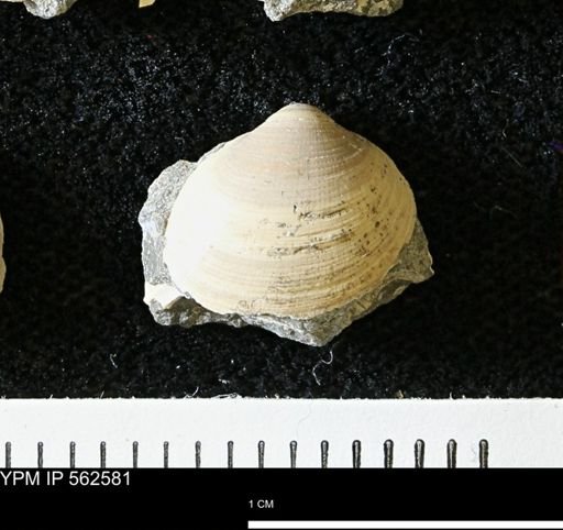 Limopsis striatopunctatus