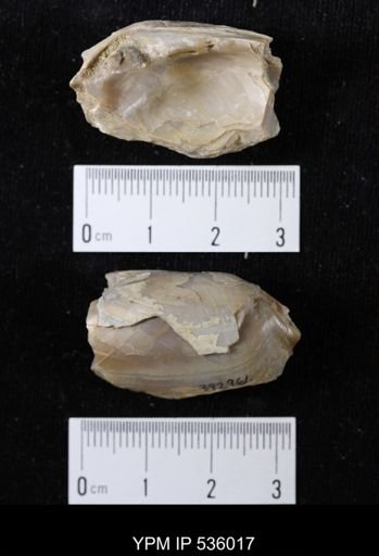 Unio priscus