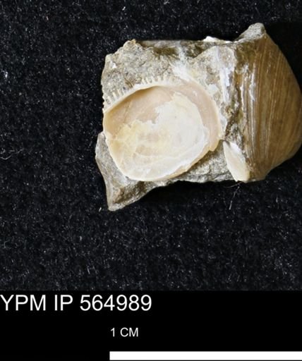 Limopsis striatopunctatus