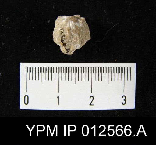 Pugnoides bidentatus