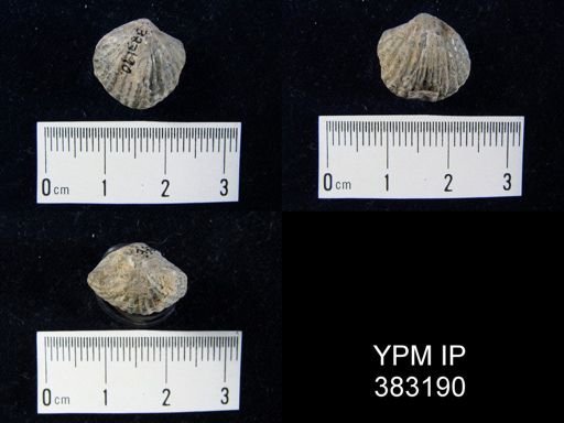 Atryparia sp.