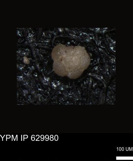 undet. Foraminiferida