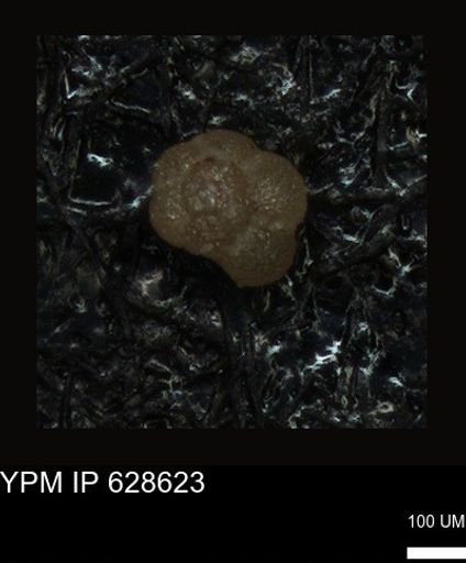 undet. Foraminiferida