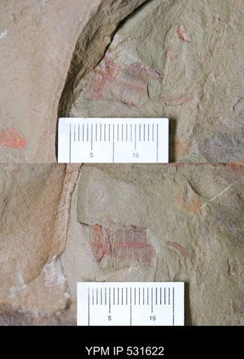 Nautiloidea