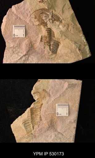 Asaphiscus