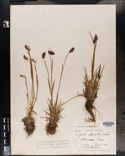 Luzula spicata