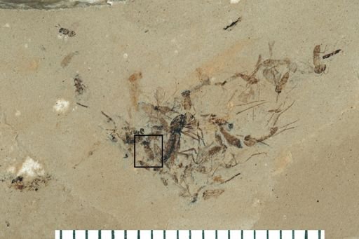Diptera