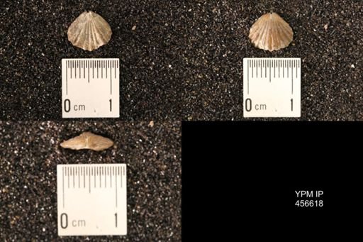Rhynchonella dentata
