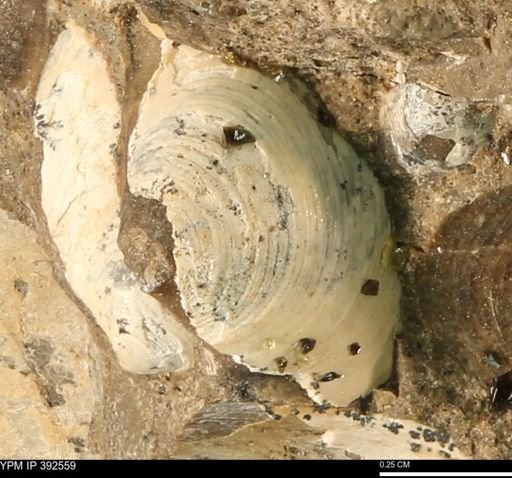 Protocardia subquadrata
