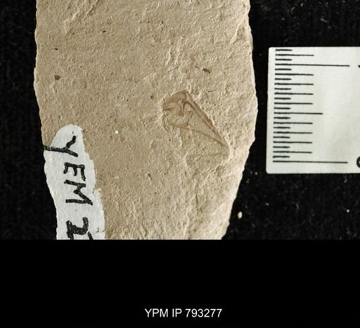 Hexapoda