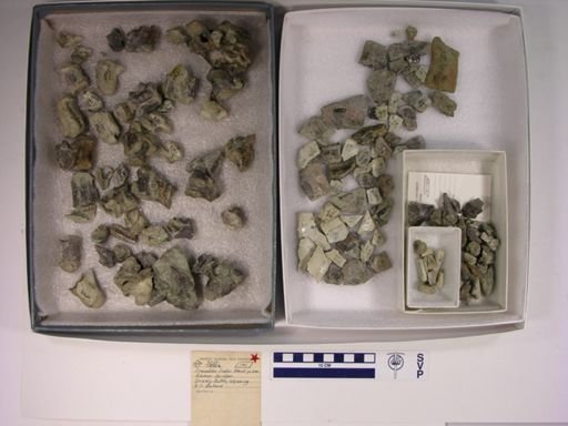 Crocodilus liodon