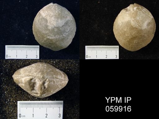 Rensselaeria cayuga