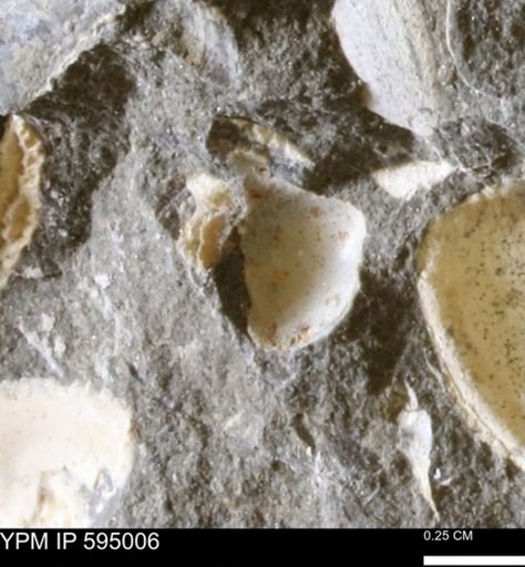 Protocardia sp.